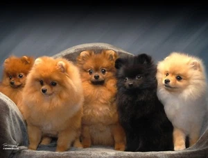 Brand New Pomeranian 'Multi Poms' -Tom Weigand DOG WOVEN Tapestry Throw Blanket - Picture 1 of 1