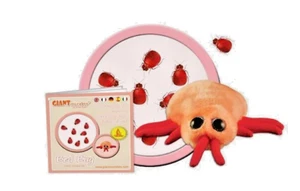 Chinche gigante microbios (Cimex lectularius) - Imagen 1 de 3