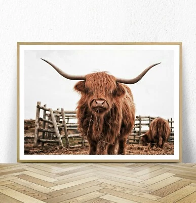 Highland Cow Photography Wall Art Poster Print. Large Sizes Available - Image 1 of 4