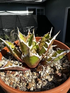 Agave Oteroi / Titanota Redcatweazel - Picture 1 of 6