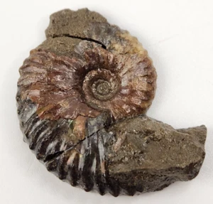 Fossile di Ammonite - Località sconosciuta - Foto 1 di 8