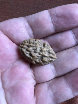 2 MUKHI RUDRAKSHA Bead US Seller 100% Original 31.71 +- mm - Image 1 of 4