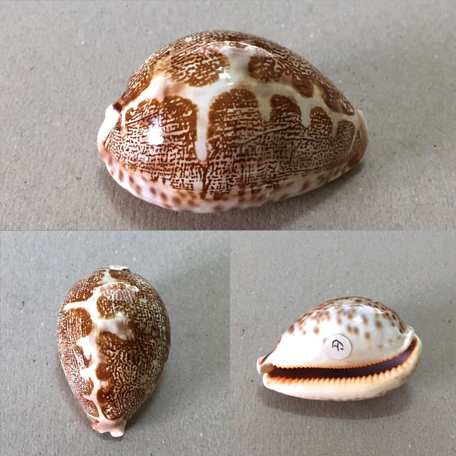 Cypraea geographica f. africola, Zanzibar Isl., Tanzania, 64,4 mm, VERY NICE Foto 1 de 1