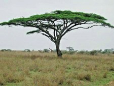 Acacia Erioloba - Acacia Africana - 5(semillas) Seeds - Graines - Saatgut - Semi