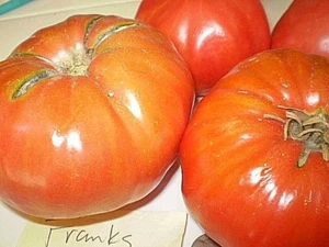 Franks Large Red heirloom tomato seeds non-gmo open pollinated ONE OF MY BEST! - Picture 1 of 12