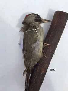 TD89 Green Woodpecker on a branch - Picture 1 of 1