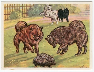 DEUTSCHER SPITZ 1952 Hund Kunstdruck Österreich Tabak Firma Kamerad Hund Karte - Bild 1 von 1