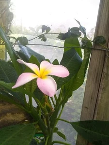 Hawaiianische rosa Plumeria Pflanze. 6 Zoll lang 3 frische Schnitte - Bild 1 von 1