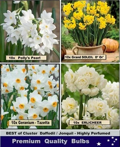DAFFODIL BULBS- Best of JONQUIL - Perfumed PACK - 10x BULBS - Picture 1 of 6