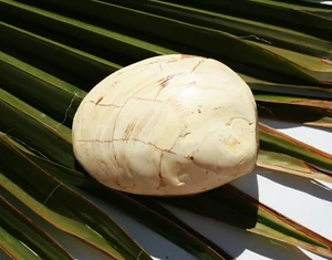 fósil concha petrificación MM051 fósil de Madagascar - Imagen 1 de 2