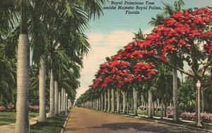 Vintage Postcard 1947 Royal Poinciana Tree Amidst Majestic Palm Trees Florida FL - Picture 1 of 2
