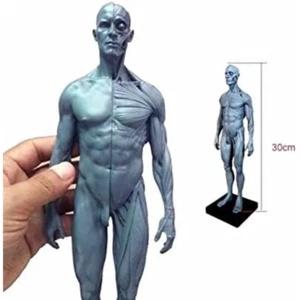 BoNew-Oral 30CM Human Anatomical Anatomy Skull Head Body Muscle Bone - Picture 1 of 5