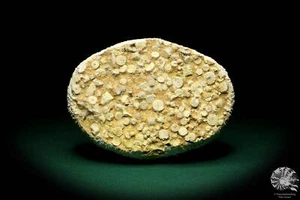 Carnallicrinus carnalli Deutschland Seelilie Sammlung Trias echinoderm Fossil - Bild 1 von 10