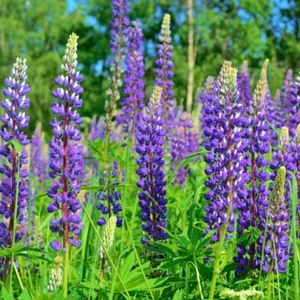 PURPLE LUPINE SEEDS packed 50 - Picture 1 of 1