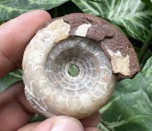 44Gr  RARE WHOLE Permian FULL PERFECT SUTURE AMMONITE Fossil Mollusca Timor - Picture 1 of 16