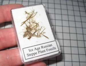 Pleistocene ice age woolly Mammoth hair WITH FOSSIL PLANT material display #2 - Picture 1 of 5