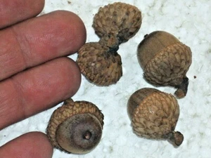 12 EASTERN BLACK OAK ACORNS - Quercus velutina - Picture 1 of 5