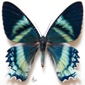 Alcides orontes, A1 GIANT SPECIMENS!! , 1pc, UNMOUNTED butterfly - Picture 1 of 2
