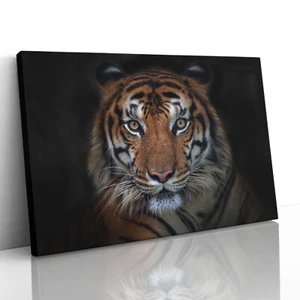 Sumatran Tiger Staring Canvas Print Picture Framed Wall Art Poster Paper Sumatra - Picture 1 of 23