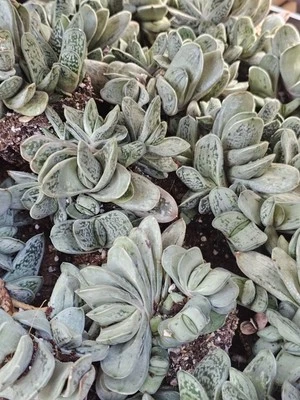 GASTERIA 'Sakura Fuji' racimo VARIEGADO, barco bareroot (elección cultivadores) Foto 1 de 4