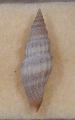 Costellaria Vexillum Virgo 24 mm Zamboango, Filipinas Foto 1 de 4