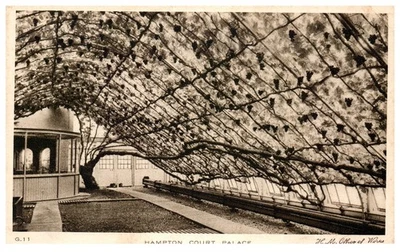 Vintage Postcard Great Vine Hampton Court Palace England Sepia View Wine Grapes - Image 1 of 2
