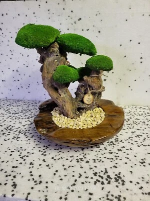 🌳 ❤️Moos Moosbild Bonsai aus  Bollenmoos Kugelmoos Moosbollen (Nr.11) - Bild 1 von 4