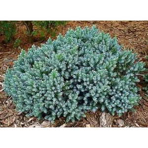 1 Gal Blue Star Juniper Shrub Turquoise and Silver Low Maintenance Dwarf - Picture 1 of 12
