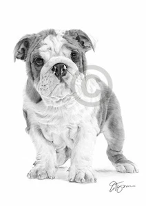 ENGLISH BULLDOG PUPPY pencil art print A4 size by UK artist Pet Portrait - Picture 1 of 1