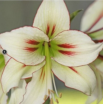 Blue Buddha Farm: Amaryllis 'Dragonfly' Bulb - Ethereal Pastel Blooms - Image 1 of 4