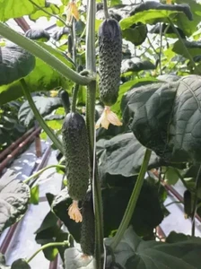 Cucumber Aristan F1 100 Seeds Hybrid Cucumber Professional Seeds Аристан - Picture 1 of 3