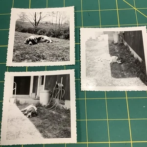 3 Vintage Fotos von einem Basset Hound, der tut, was er am besten kann.  - Bild 1 von 4