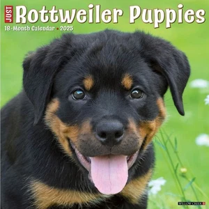 Just Rottweiler Puppies 2025 Wall Calendar 12" - Picture 1 of 2