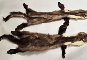 2 x Echte Steinmarder Fell Marder Felle Marderfell Steinmarder,  II Wahl - Bild 1 von 9