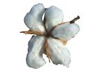 Echte Baumwollpflanze -Gossypium- 25 Samen -Baumwolle-