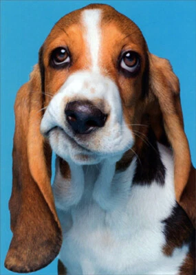 Avanti Press Frowning Beagle Funny Dog Get Well Card - Image 1 of 2
