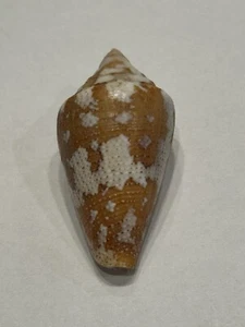 Conus ( Tenorioconus ) monicae F +++ 34.24 mm Malmok Beach Aruba. - Picture 1 of 4