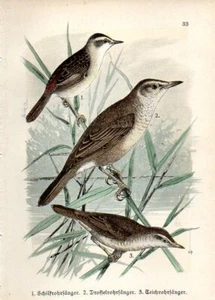 1899 HOFFMANN VÖGEL CHROM toller & eurasischer Schilfwarbler, Sedge Warbler - Bild 1 von 3