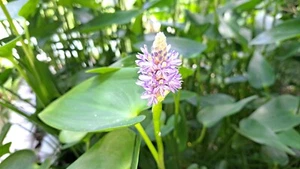 Pond Full Of Plants (Purple Pickerel Rush, Pennywort, Parrots Feather, Fish) - Picture 1 of 1