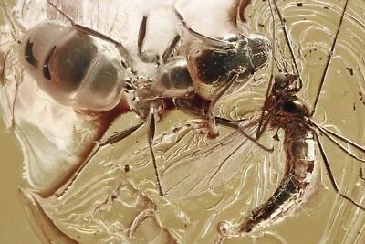 4 Insects ANTS & MIDGES Fossil Inclusion Genuine BALTIC AMBER 1.1 HQ Pic 240523 - Image 1 of 4