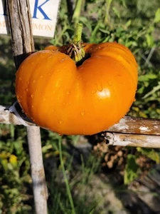 Tomate Pomaranch, 10 semillas (124) - Picture 1 of 1