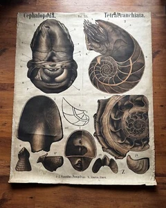 Gran carta escolar vintage fósiles paleontología por Karl Alfred Von Zittel 1879 - Imagen 1 de 12