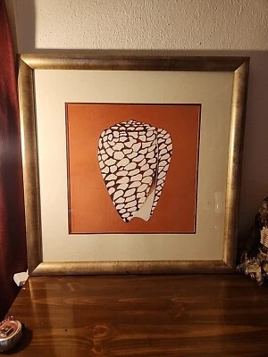 SEASHELL Picture Framed Cayman Treasure  - Image 1 of 4