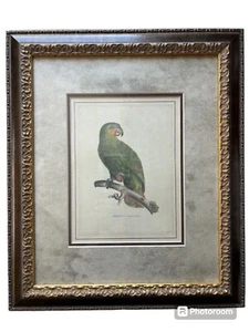 Gold Framed Double Matted Perroquet Douro Couraou Print L.R. Laffitte 15.5”x13” - Picture 1 of 7