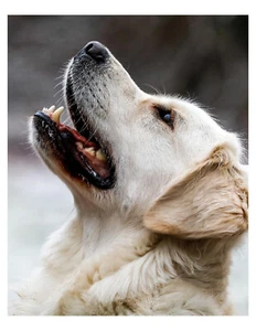 Golden Retriever Dog 8x10 Photo On 8.5" x 11" - Picture 1 of 1