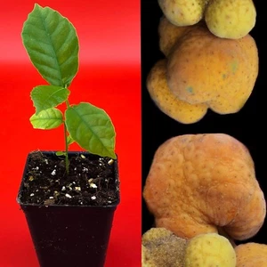 Kwai Muk Artocarpus Hypargyreus Tropical Fruit Tree Starter Plant - Picture 1 of 7