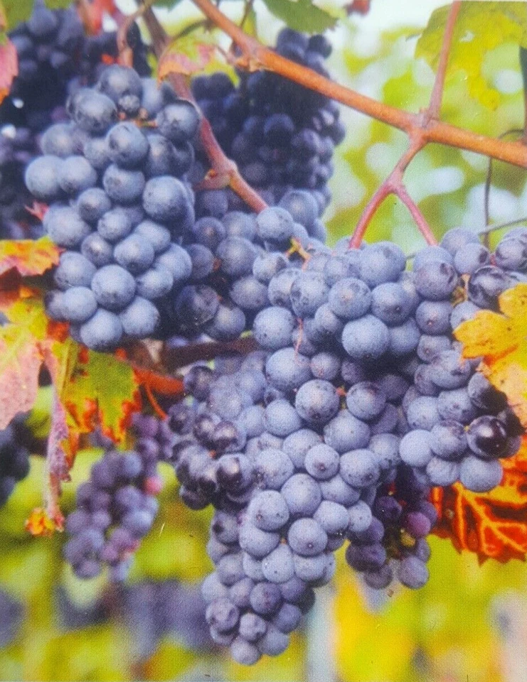 VENUS BLUE GRAPE 1 Gallon Vine Plant Grapes Vineyards Home Garden FREE RECIPE! - Image 1 of 2