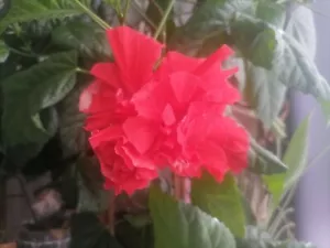 Hibiskus rosa sinensis Alte Sorte rot gefüllte Blüte 2 Stecklinge - Bild 1 von 5