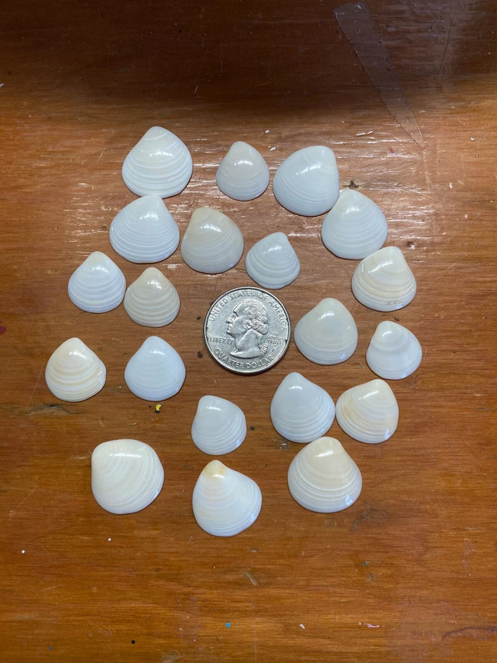 Set of 20 Finely Polished Small Quahog Clam Shells - Image 1 of 1