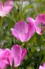 100 PURPLE GLEAM CALIFORNIA POPPY Eschscholzia Californica Flower Seeds *FlatS/H